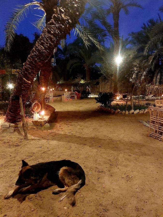 Forest Camp Siwa - كامب الغابة Siwa Oasis Exterior foto