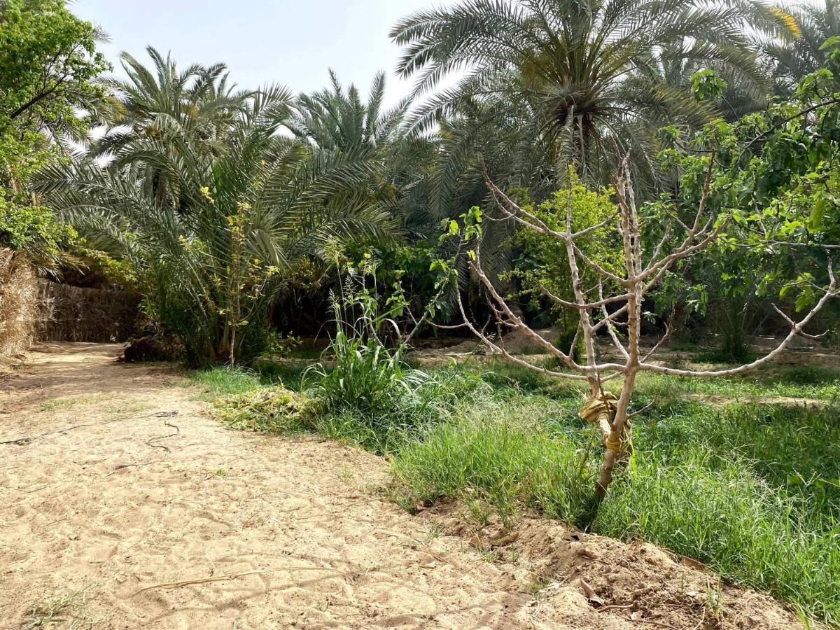 Forest Camp Siwa - كامب الغابة Siwa Oasis Exterior foto