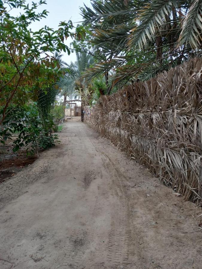 Forest Camp Siwa - كامب الغابة Siwa Oasis Exterior foto