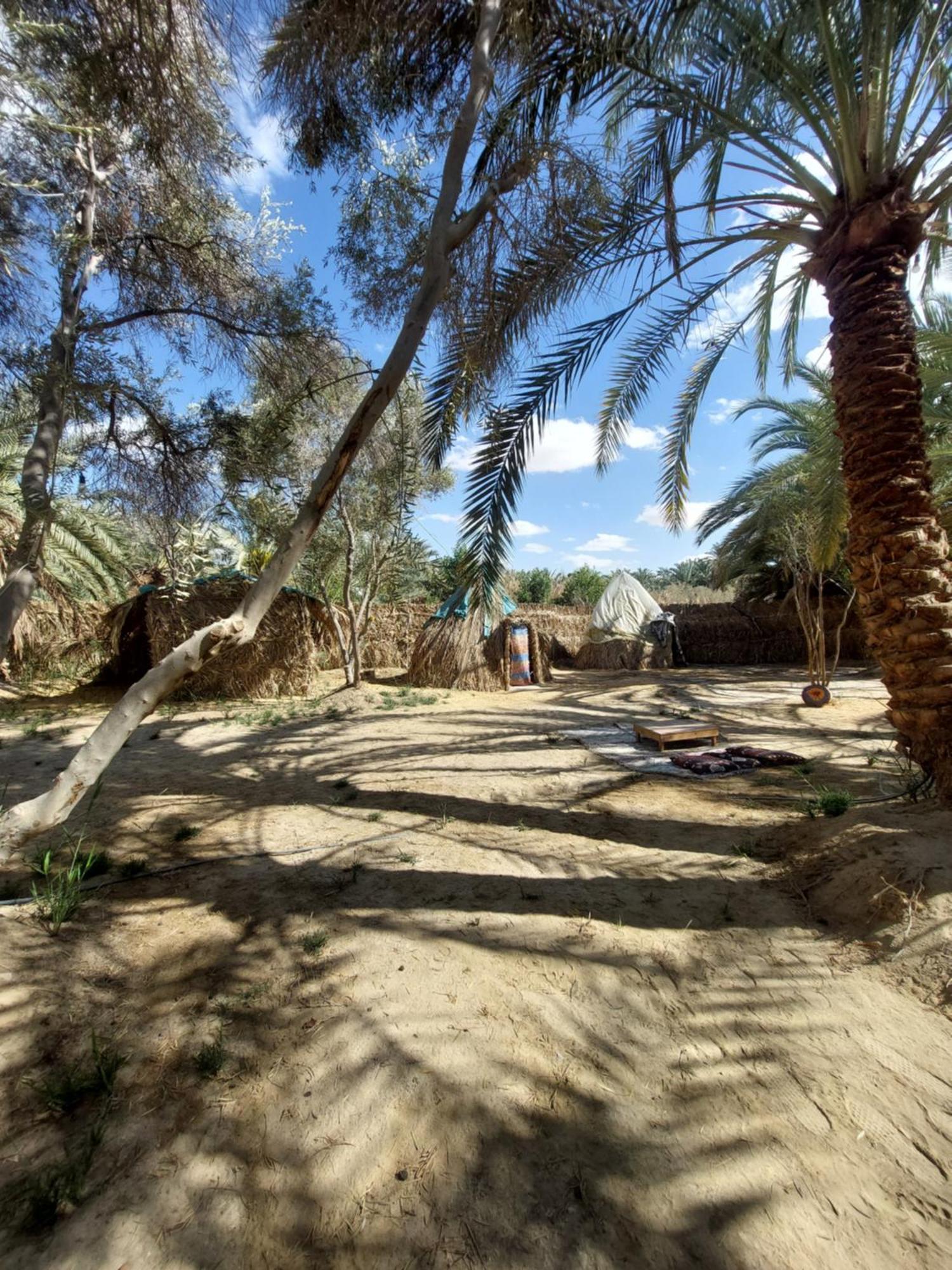 Forest Camp Siwa - كامب الغابة Siwa Oasis Exterior foto